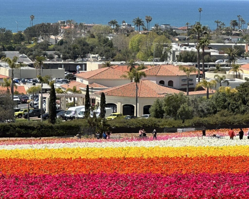 The flower field in Carlsbad, California. Photo by Chloe Beaumont.